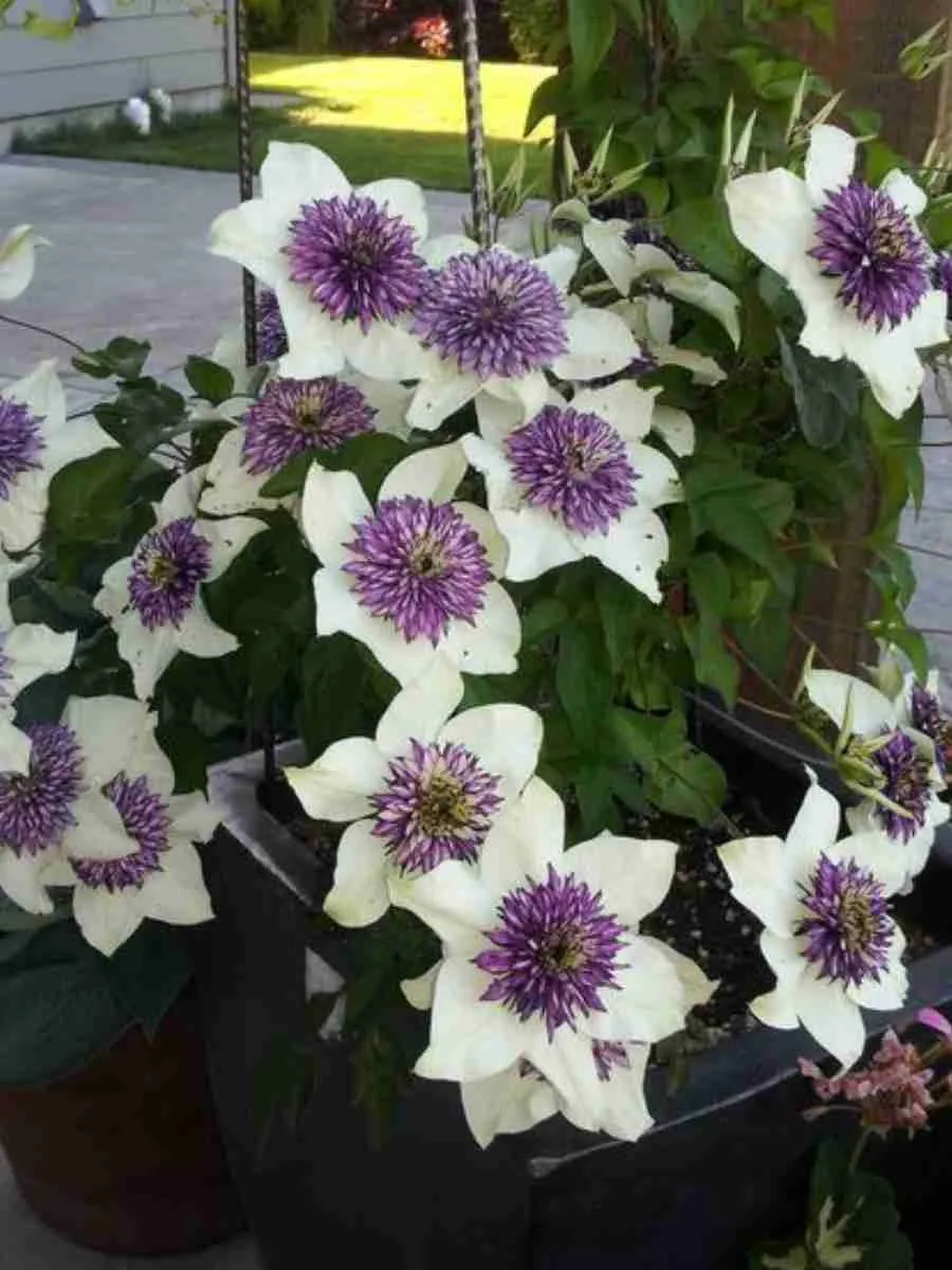 Клематис Viennetta Клематис Viennetta