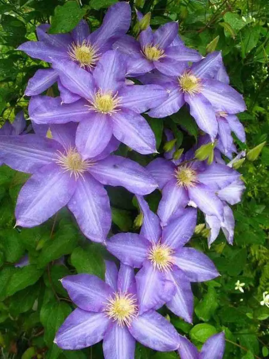 Клематис гибридный Anna German Клематис гибридный Anna German