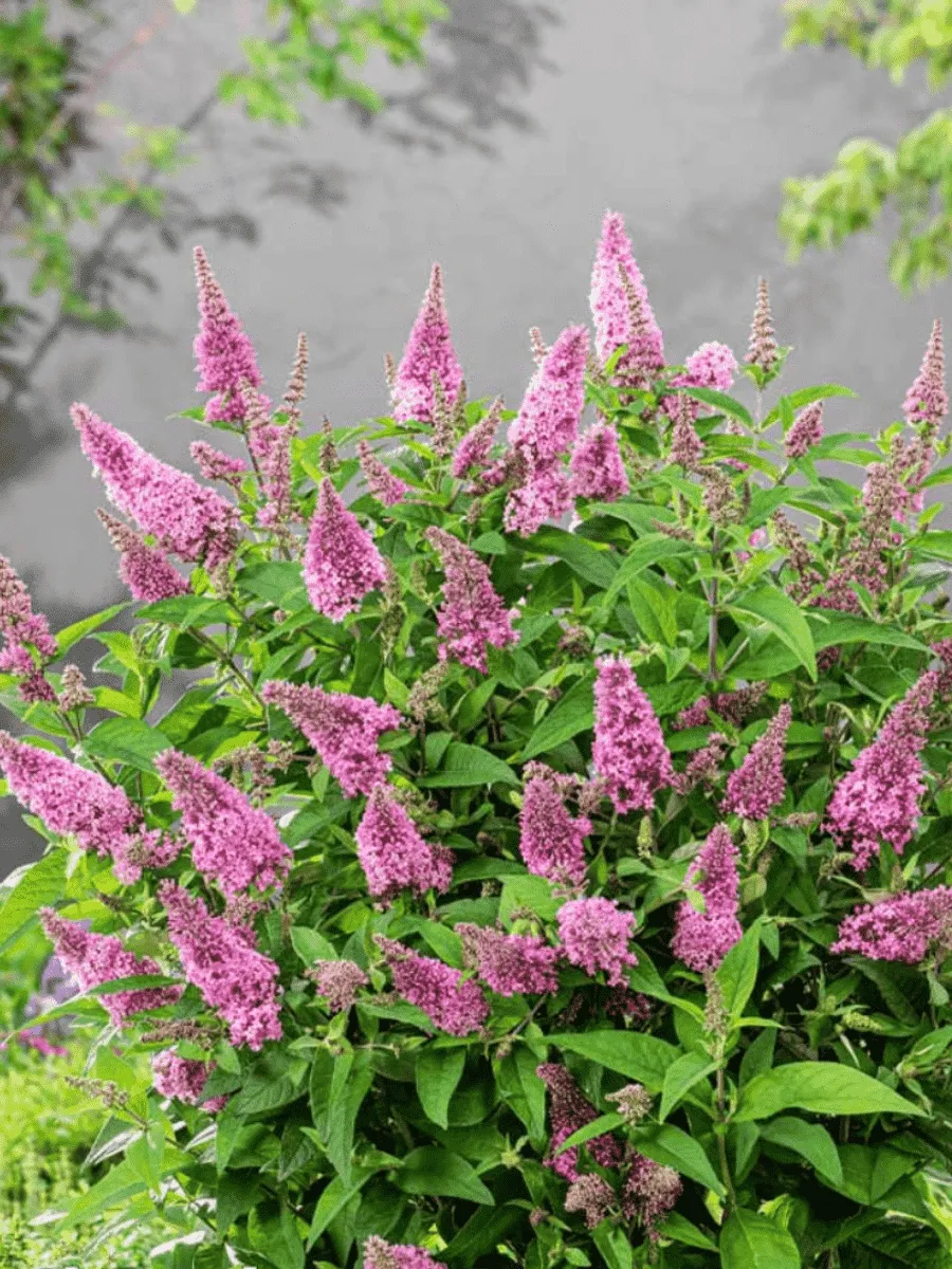 Буддлея давида  Butterfly Candy Little Pink