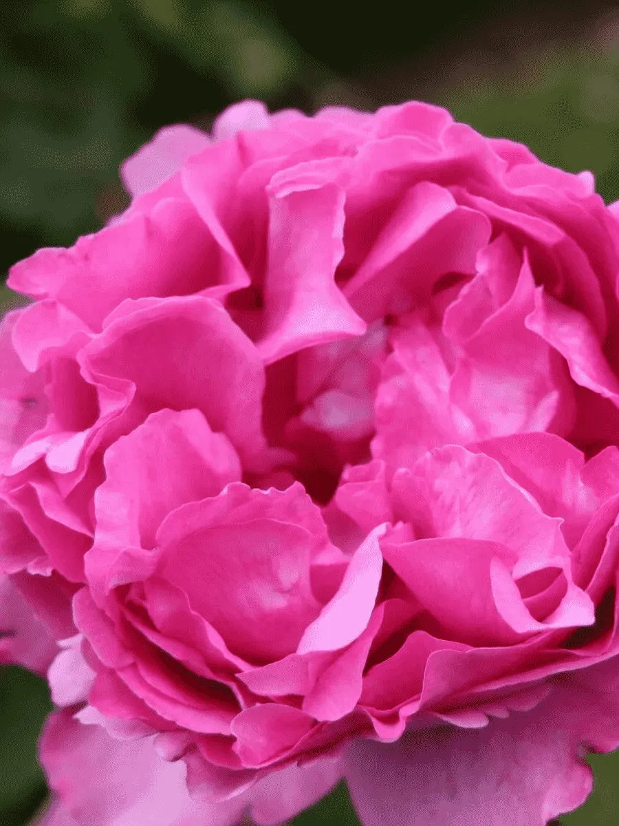 Роза чайно-гибридная Yves Piaget