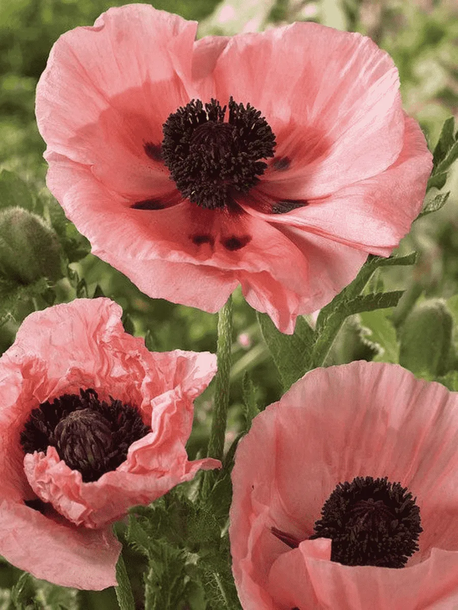 Мак восточный Koenigin Alexandra