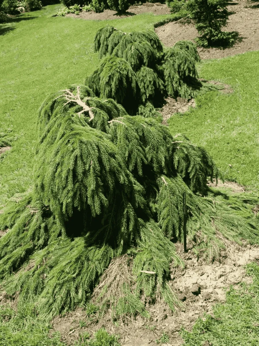 Ель обыкновенная Formanek Ель обыкновенная Formanek