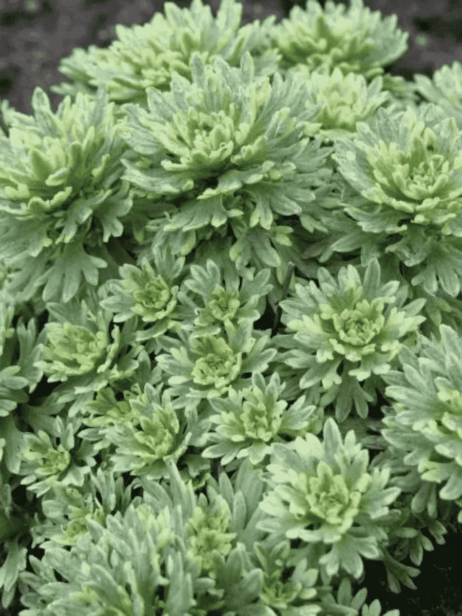 Камнеломка Арендса Variegata