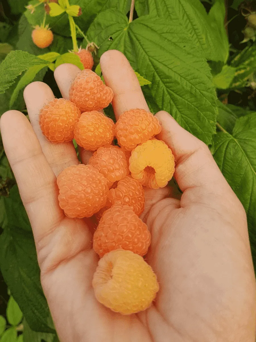 Малина обыкновенная Jantar