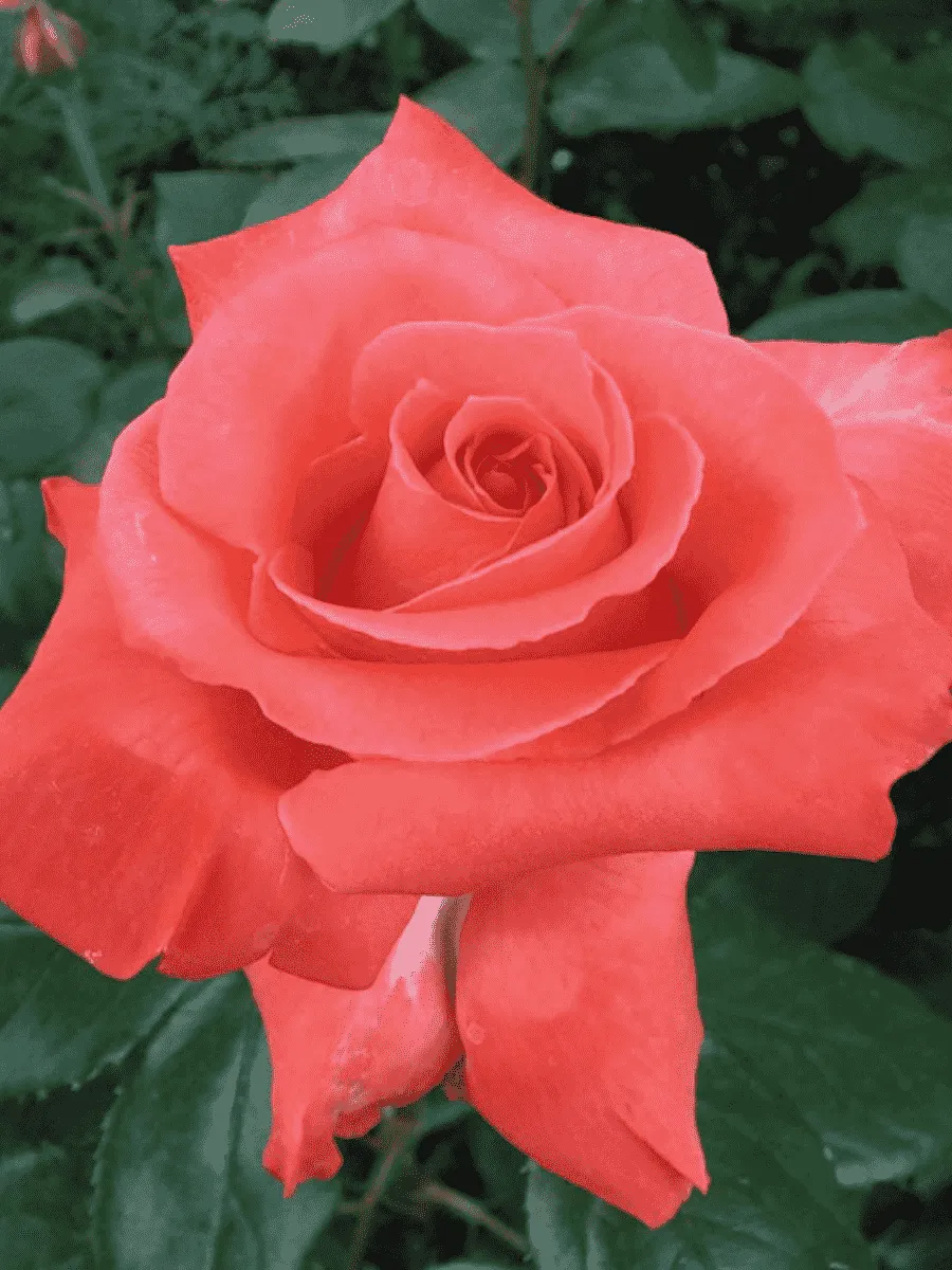 Роза чайно-гибридная Wow