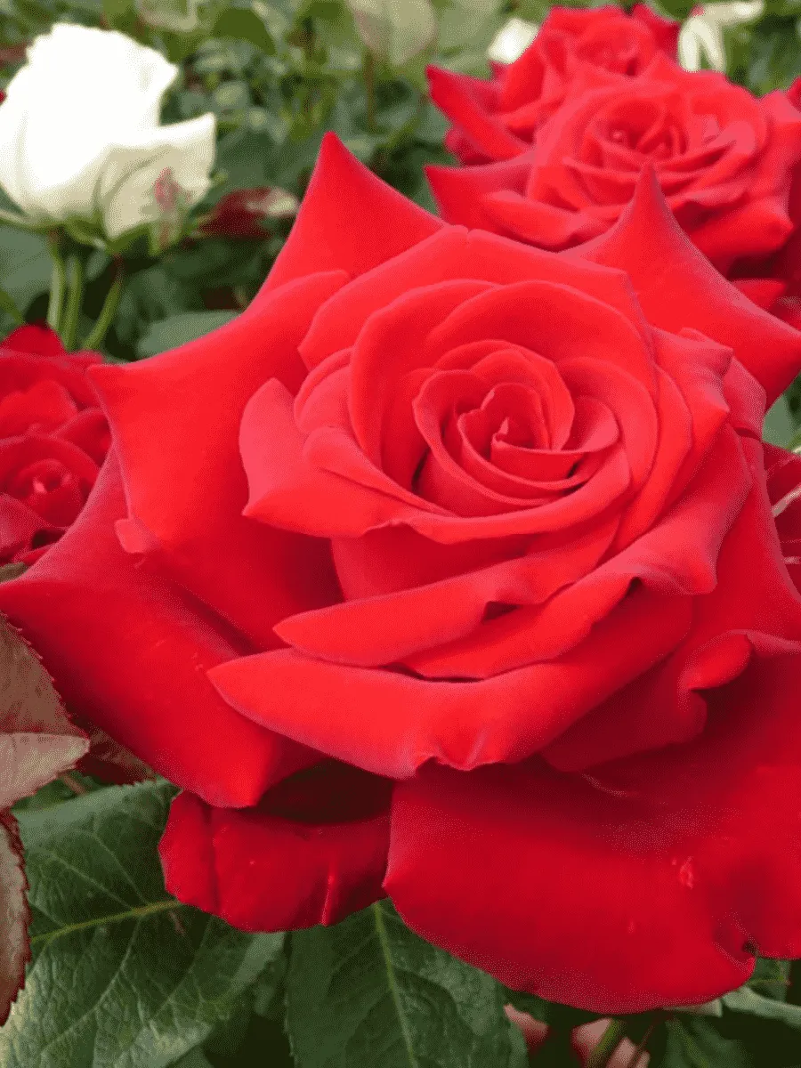 Роза Чайно-гибридная Herz Ass