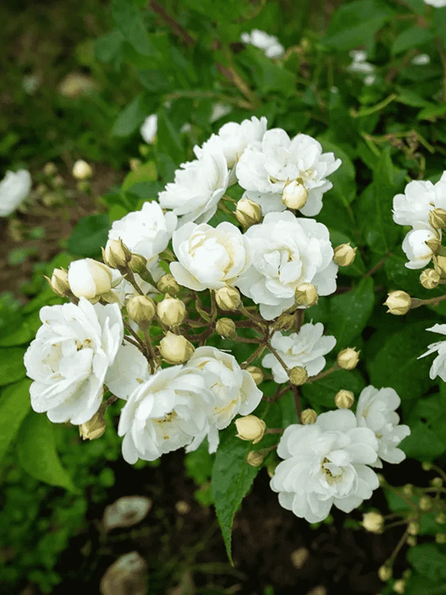 Роза Кустовая  Waterloo