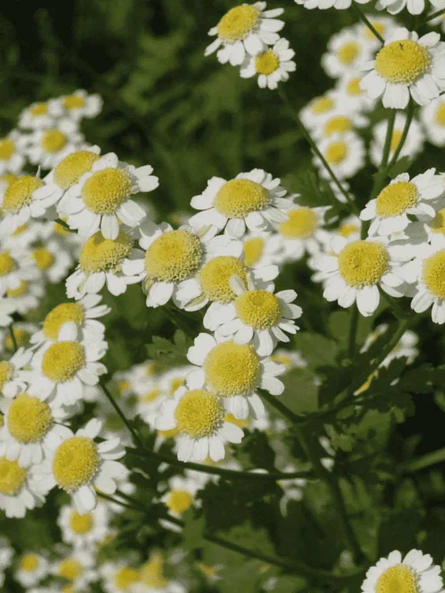 Танацетум Танацетум