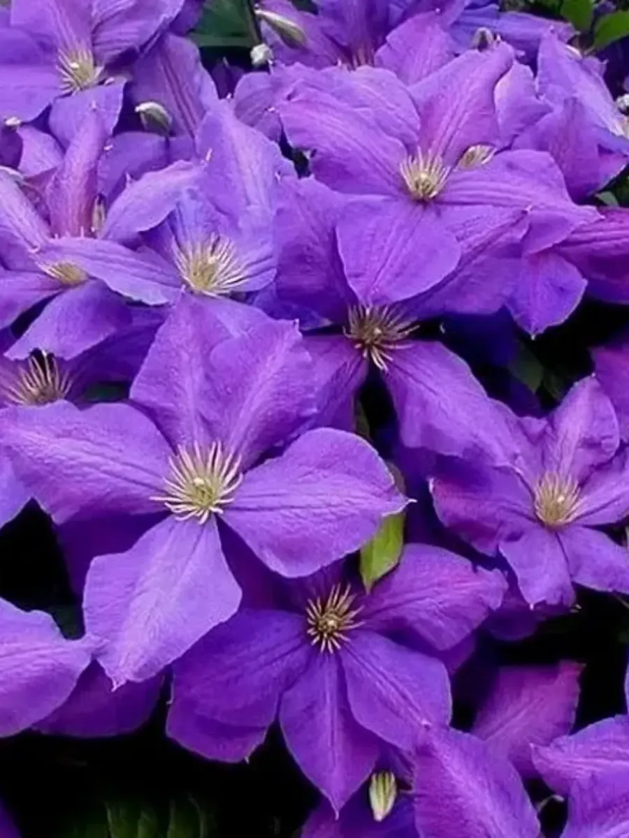 Клематис Jackmanii