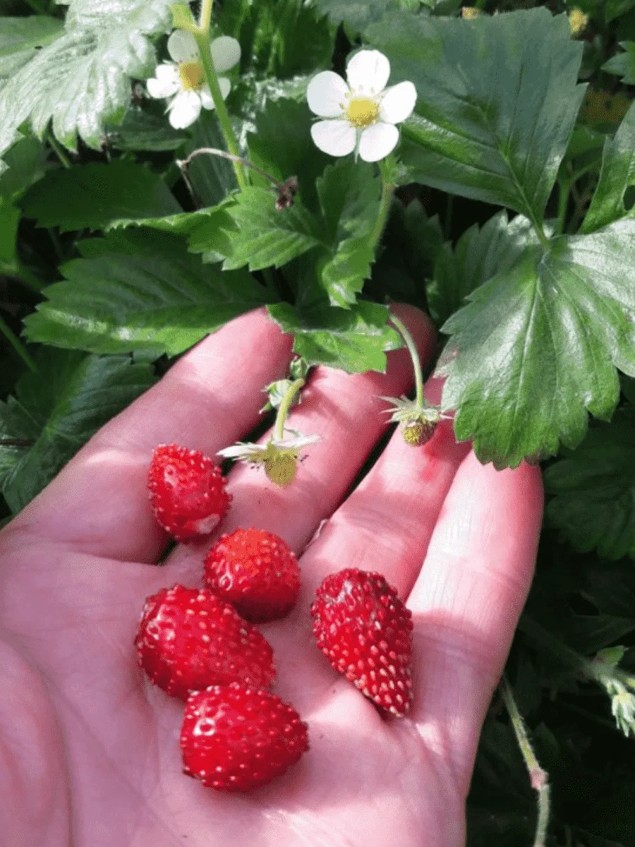 Земляника альпийская Руяна Земляника альпийская Руяна