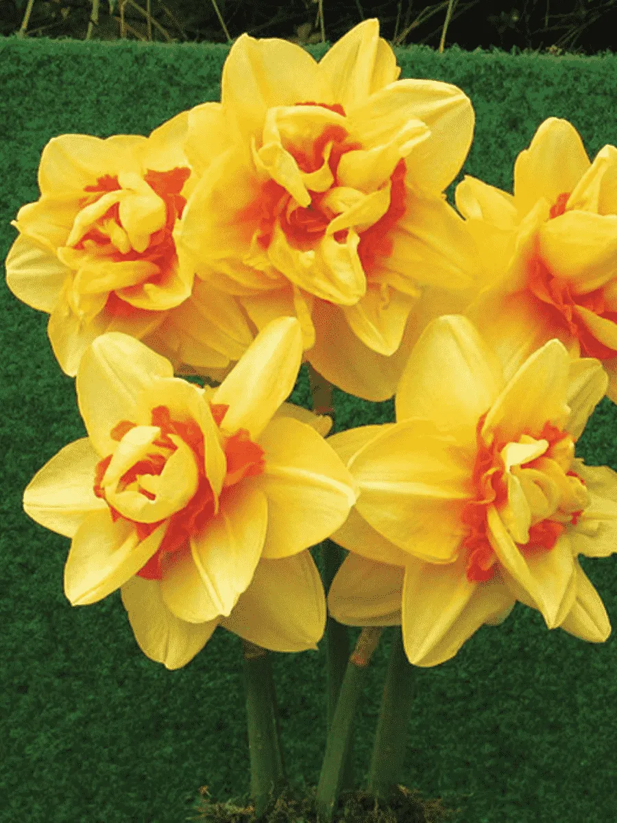 Нарцисс INNOVATOR