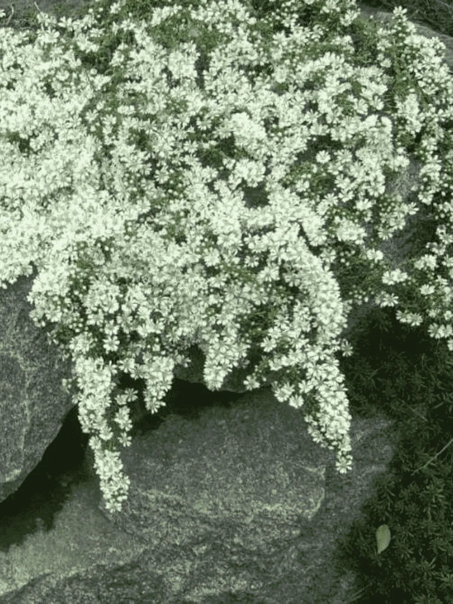 Астра вересковая