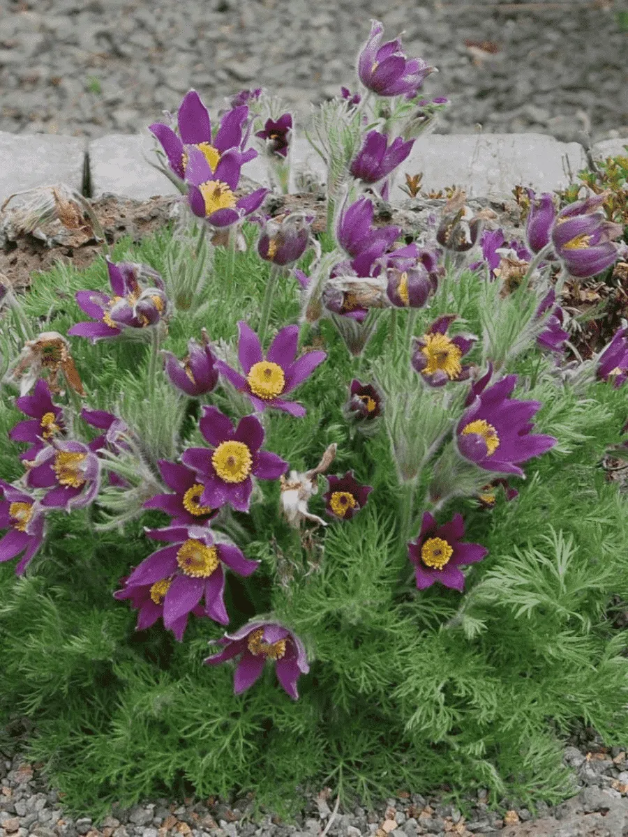 Прострел обыкновенный Pinwheel Blue Violet Shades Прострел обыкновенный Pinwheel Blue Violet Shades