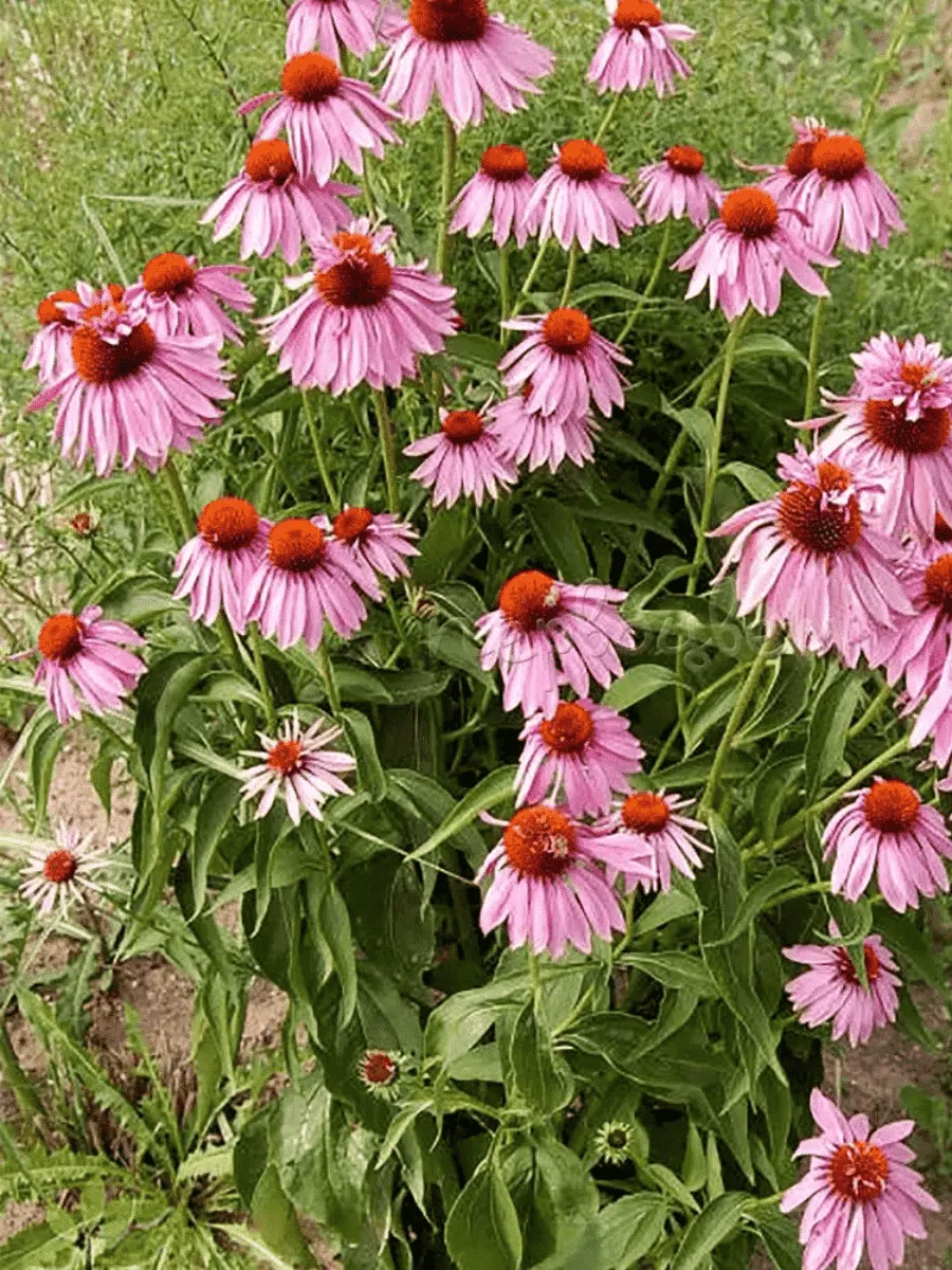 Эхинацея пурпурная Double Decker