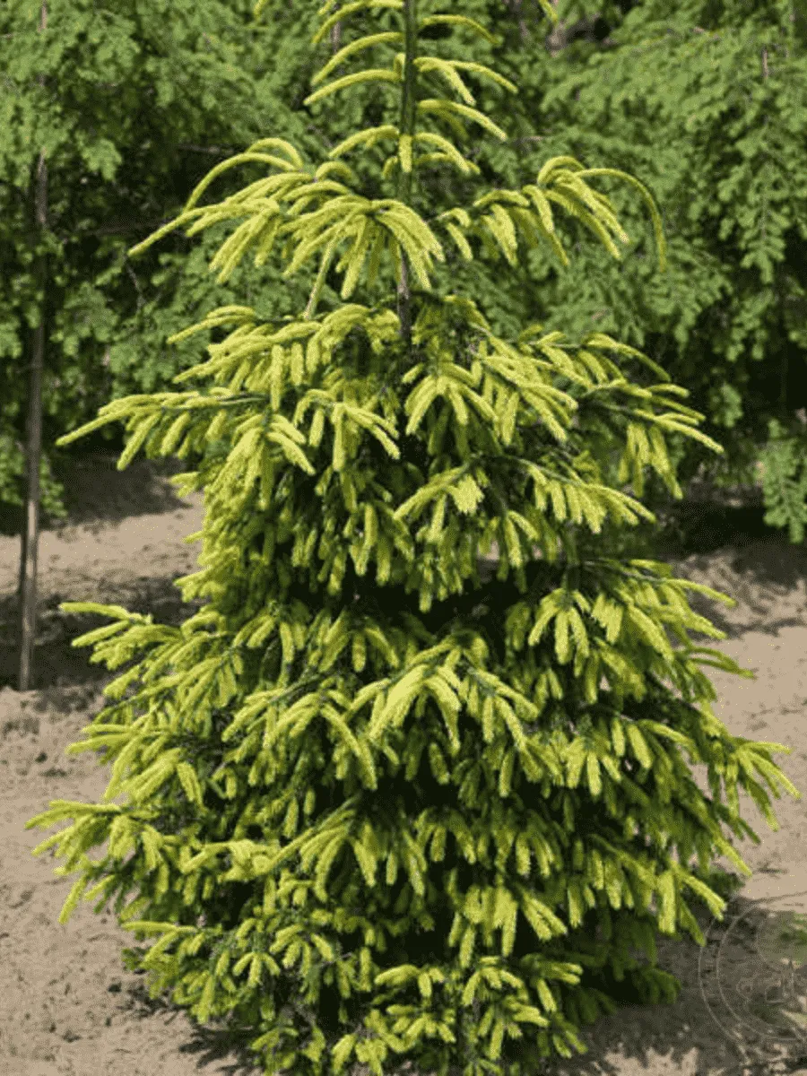 Ель восточная Early Gold Ель восточная Early Gold