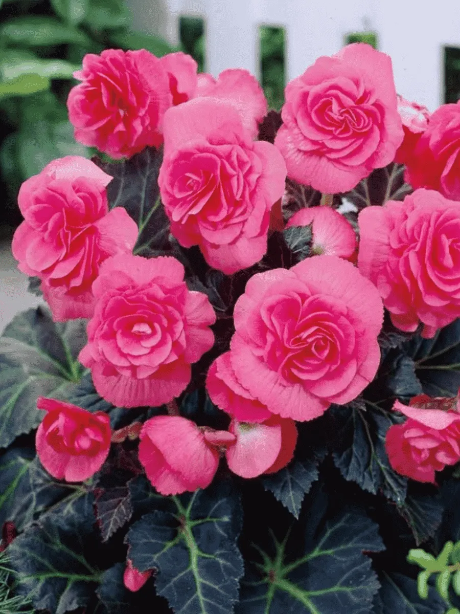 Бегония Pink Бегония Pink