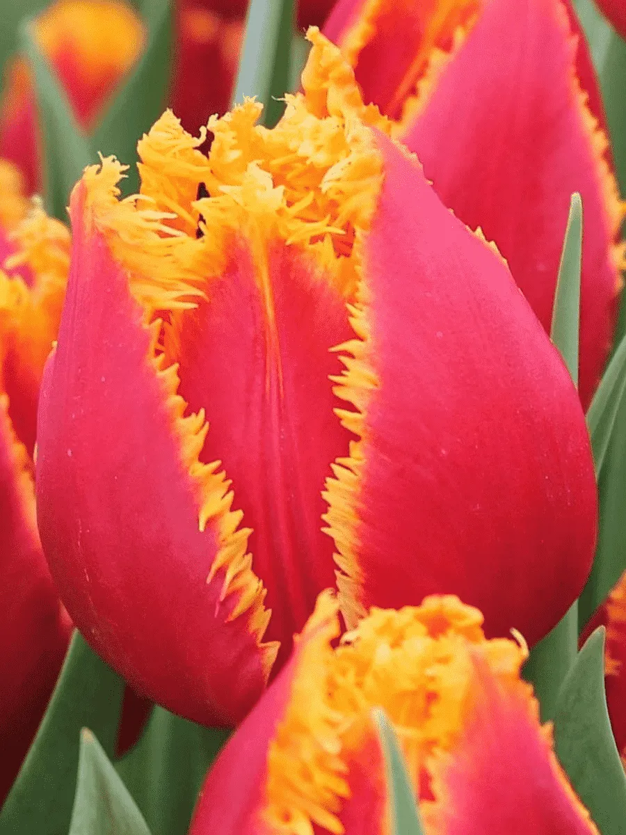 Тюльпан Crispy Artair