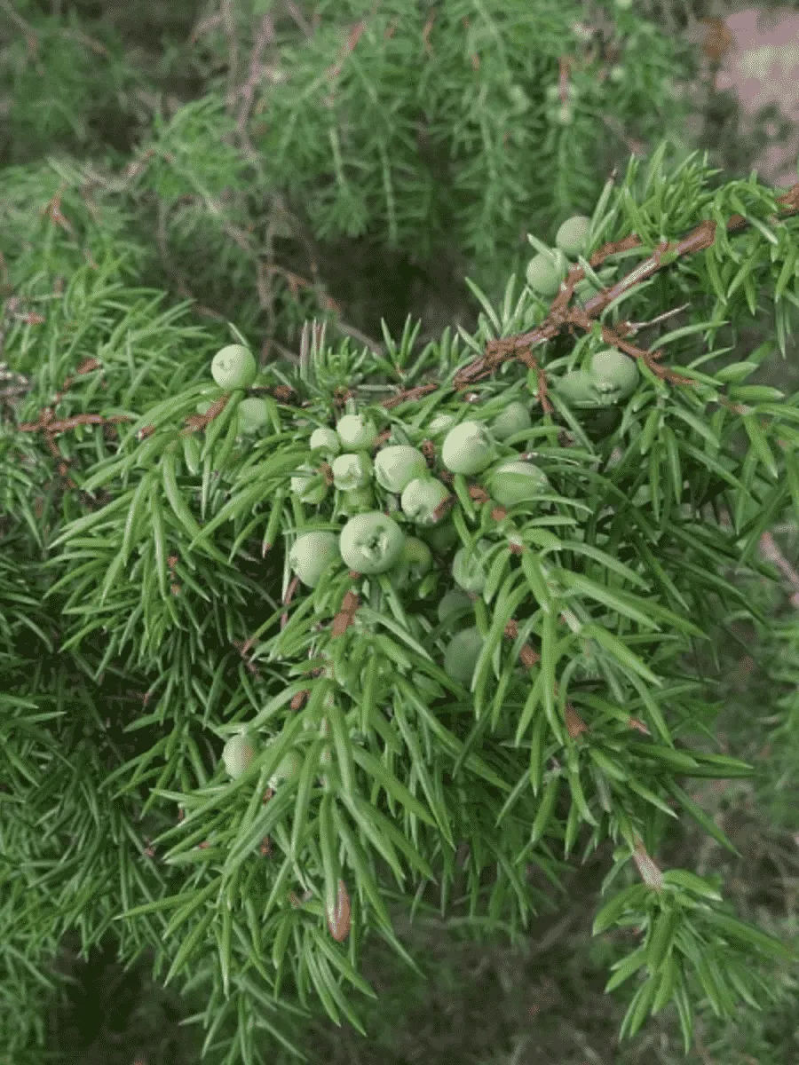 Можжевельник обыкновенный Jako