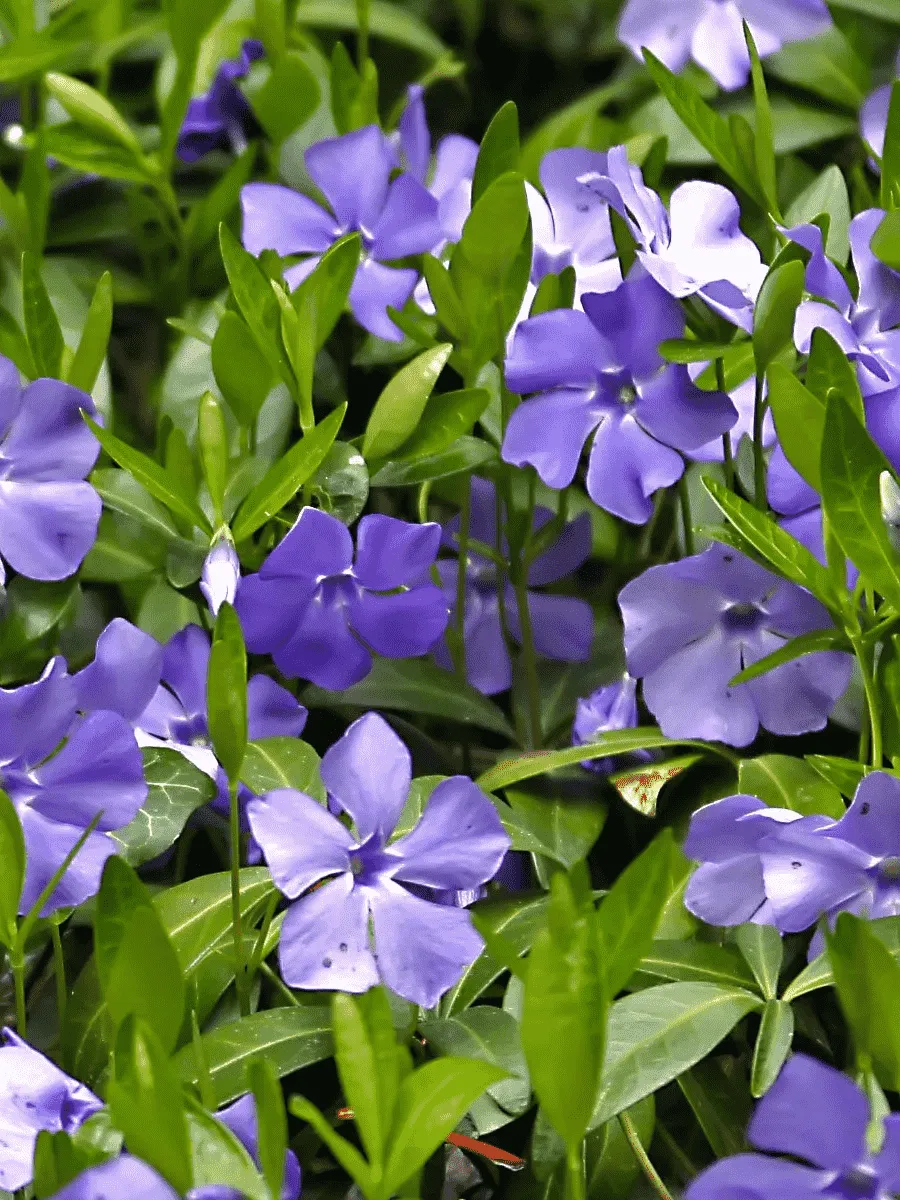 Барвинок Барвинок