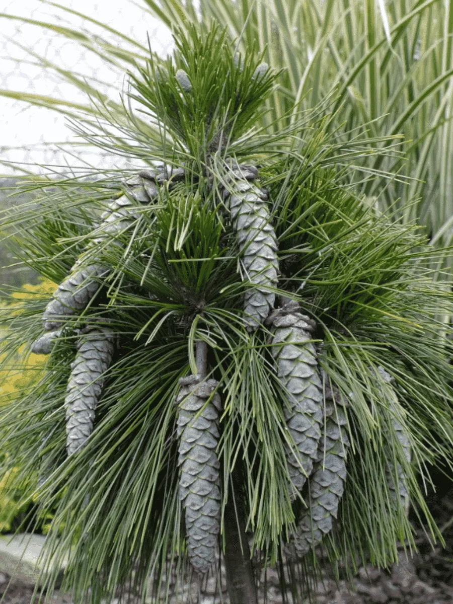 Сосна шверина Wiethorst Сосна шверина Wiethorst