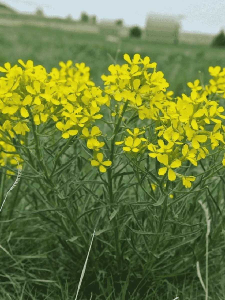 Желтушник Желтушник