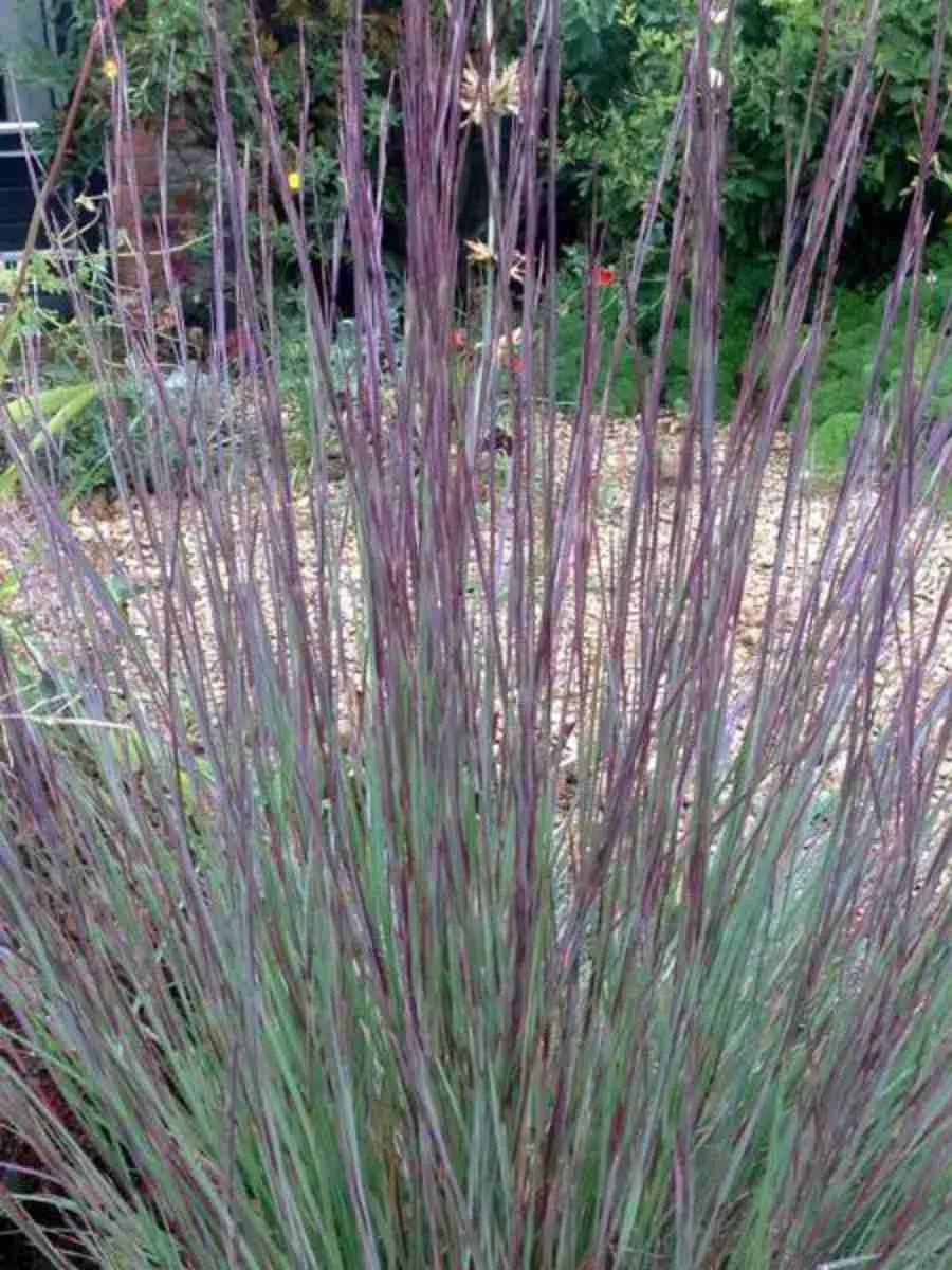 Схизахириум метельчатый Схизахириум метельчатый