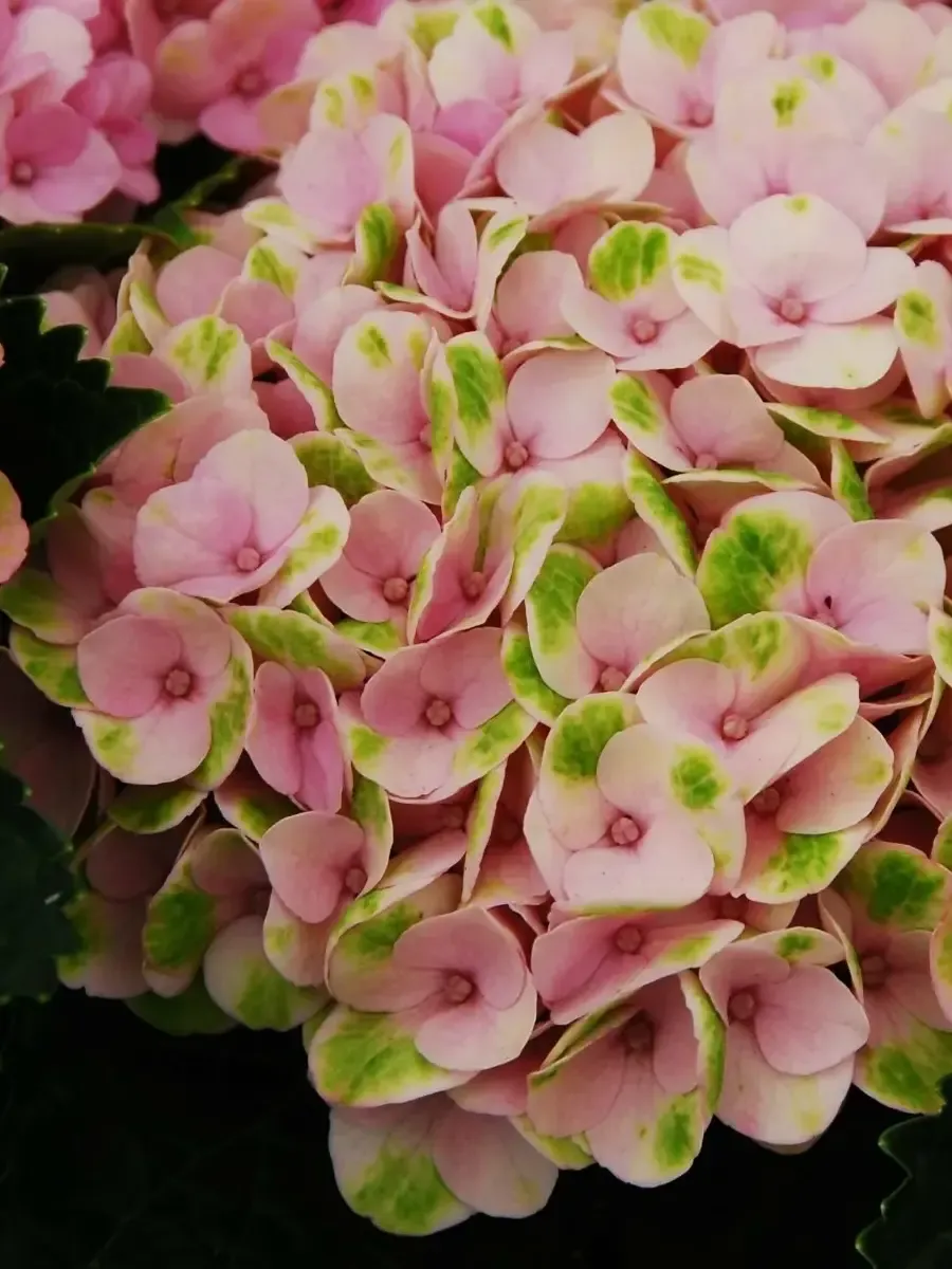 Гортензия крупнолистная Magical Crystal