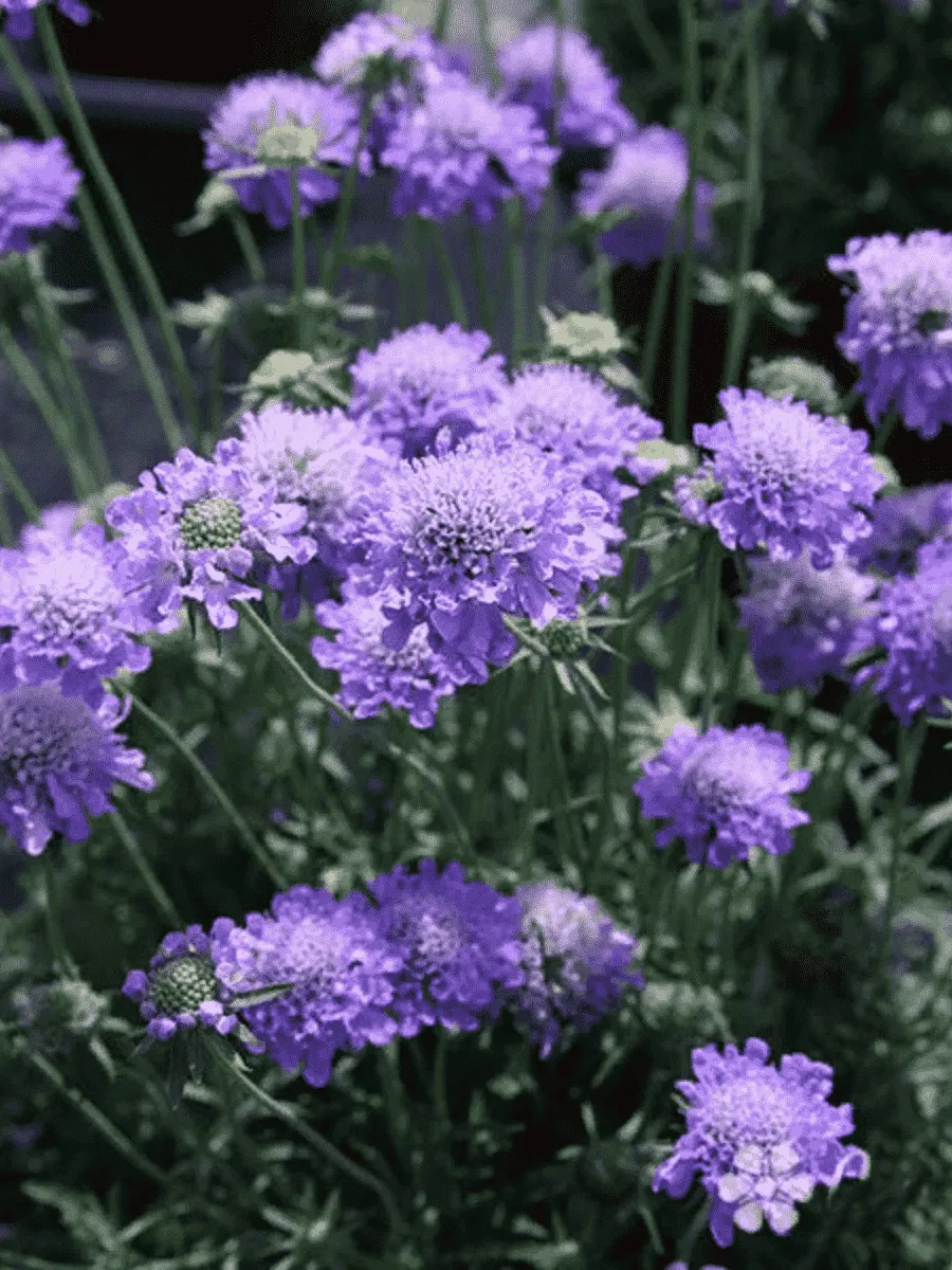 Скабиоза  японская Ritz Blue Скабиоза  японская Ritz Blue