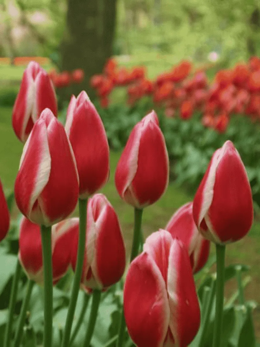 Тюльпан триумф Spring Surprise