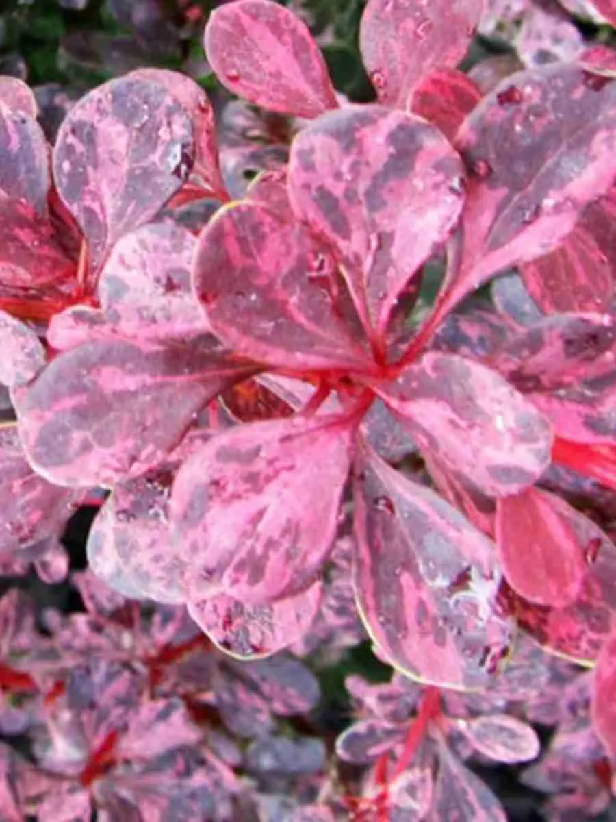 Барбарис Тунберга Rosetta Барбарис Тунберга Rosetta