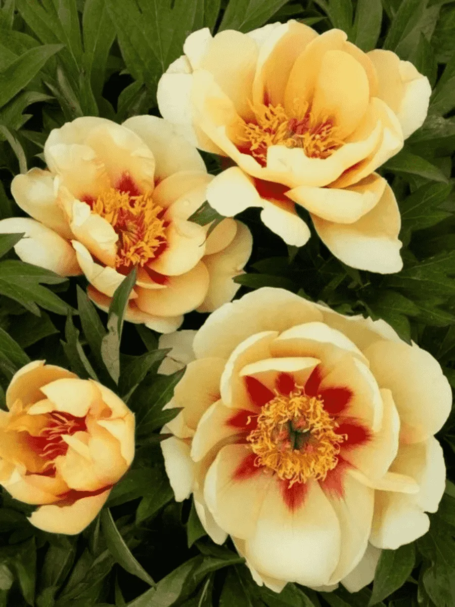 Пион ИТО Border Charm