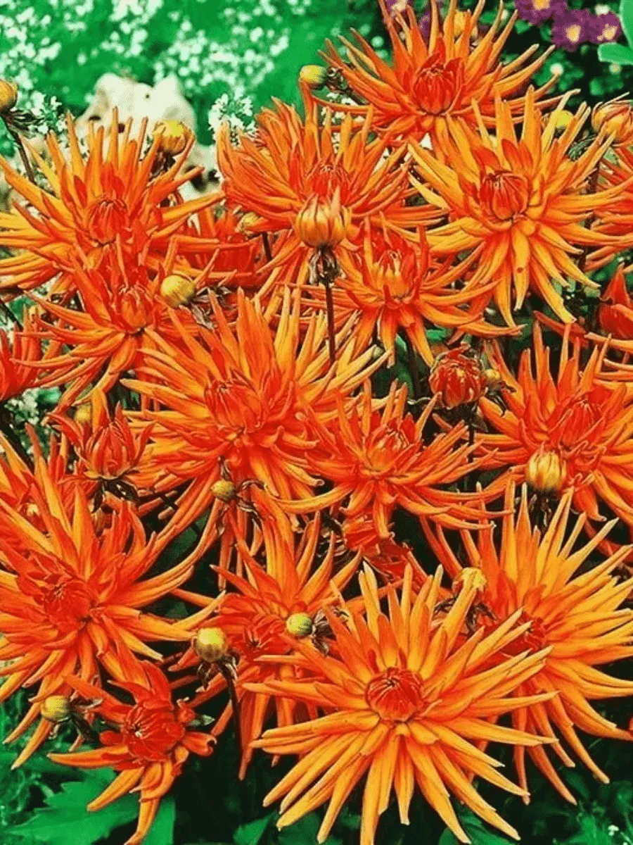 Георгина Park Rekord