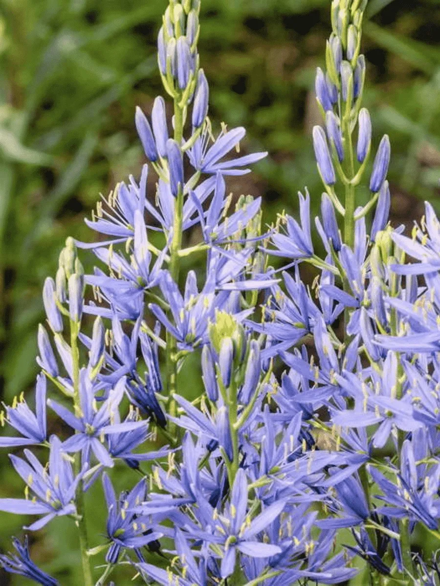 Камассия Лейхтлина Caerulea Камассия Лейхтлина Caerulea
