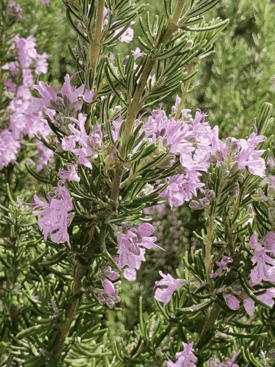 Розмарин лекарственный Majorca Pink