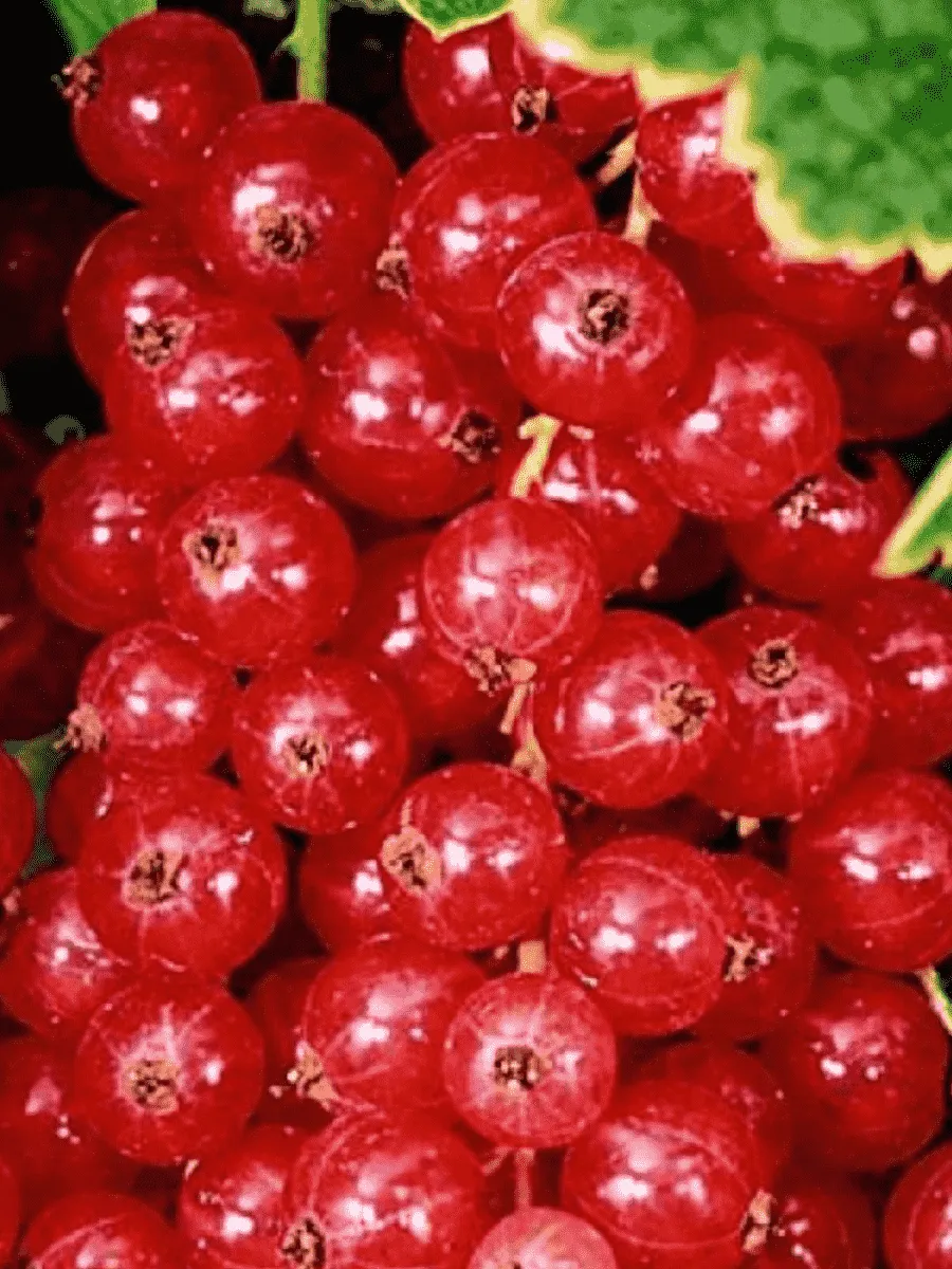 Смородина красная Джонкер Ван Тетс Смородина красная Джонкер Ван Тетс