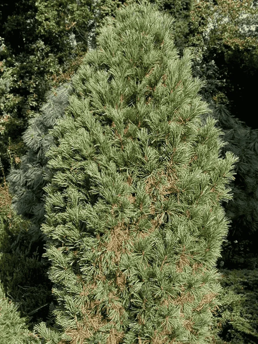 Сосна кедровая Stricta Сосна кедровая Stricta