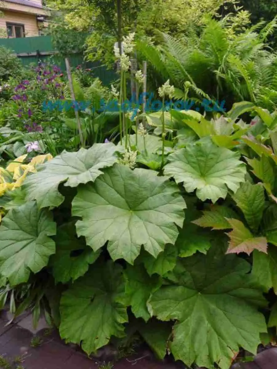 Астильбоидес Астильбоидес