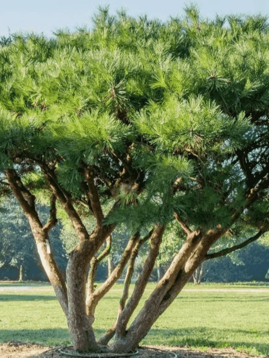 Сосна густоцветная Umbraculifera Сосна густоцветная Umbraculifera