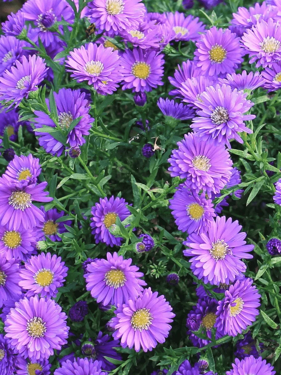 Астра Ново-бельгийская Magic Purple