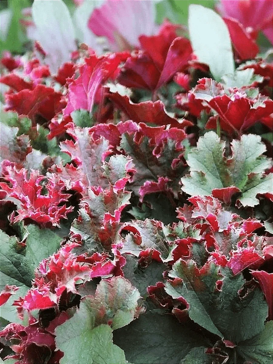 Гейхера Purple Petticoats