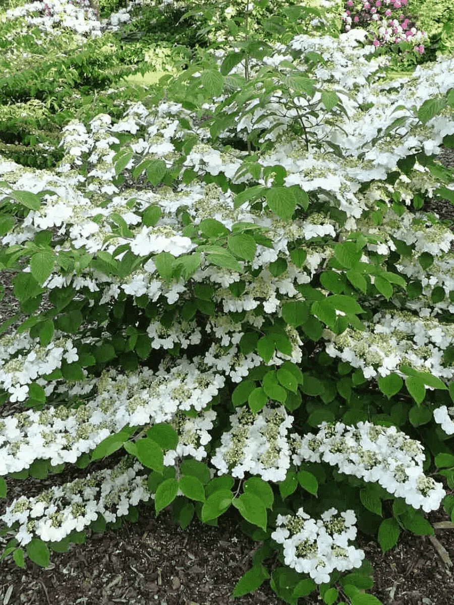 Калина складчатая Watanabe Калина складчатая Watanabe