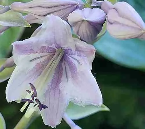 Хоста Skywriter