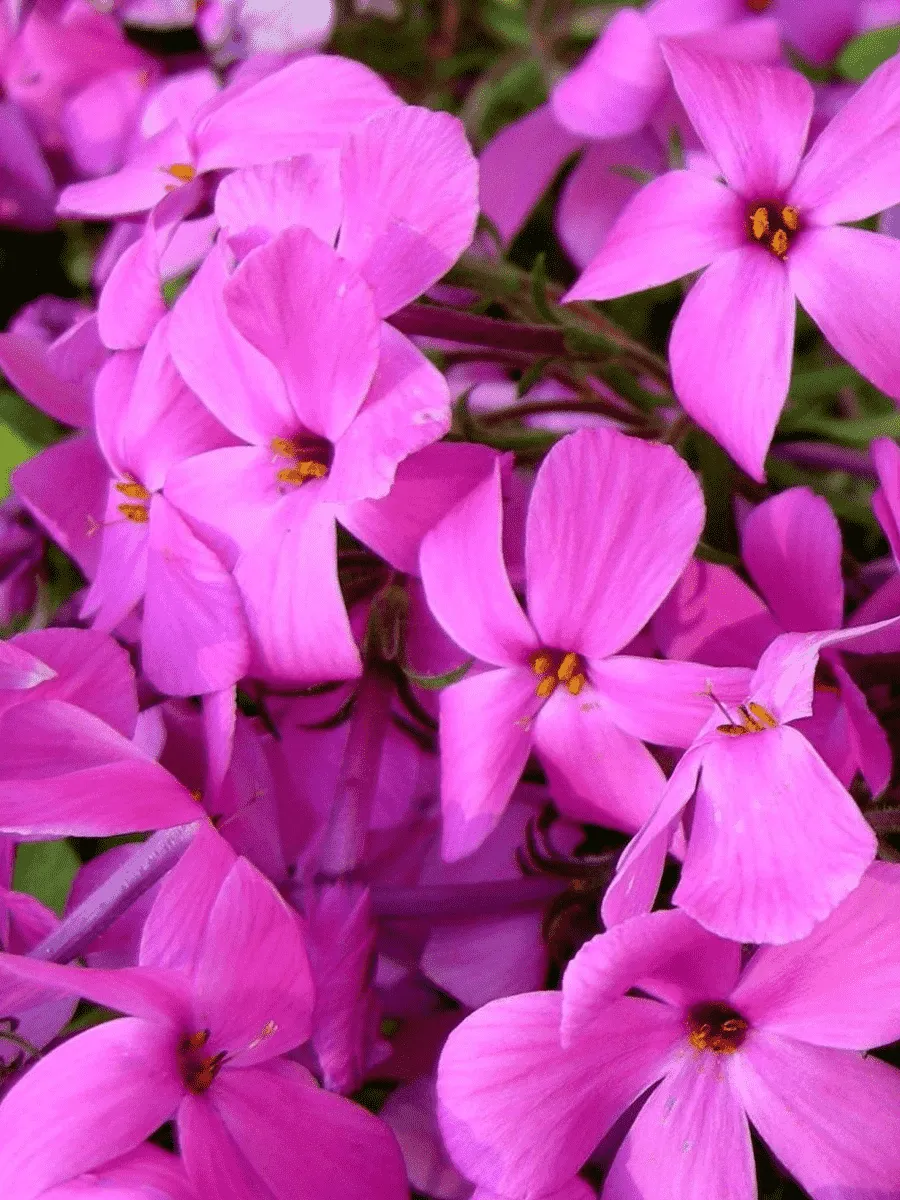 Флокс столоносный Home Fires