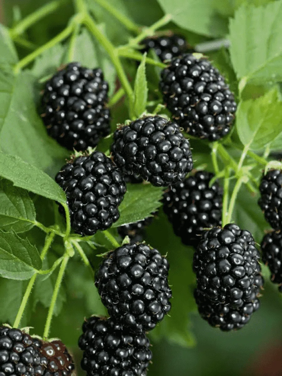 Ежевика садовая Caddo Ежевика садовая Caddo