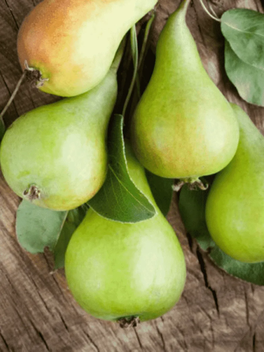 Груша Ника Груша Ника