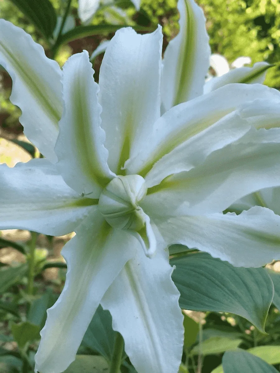 Лилия Polar Star (Lotus Pure)