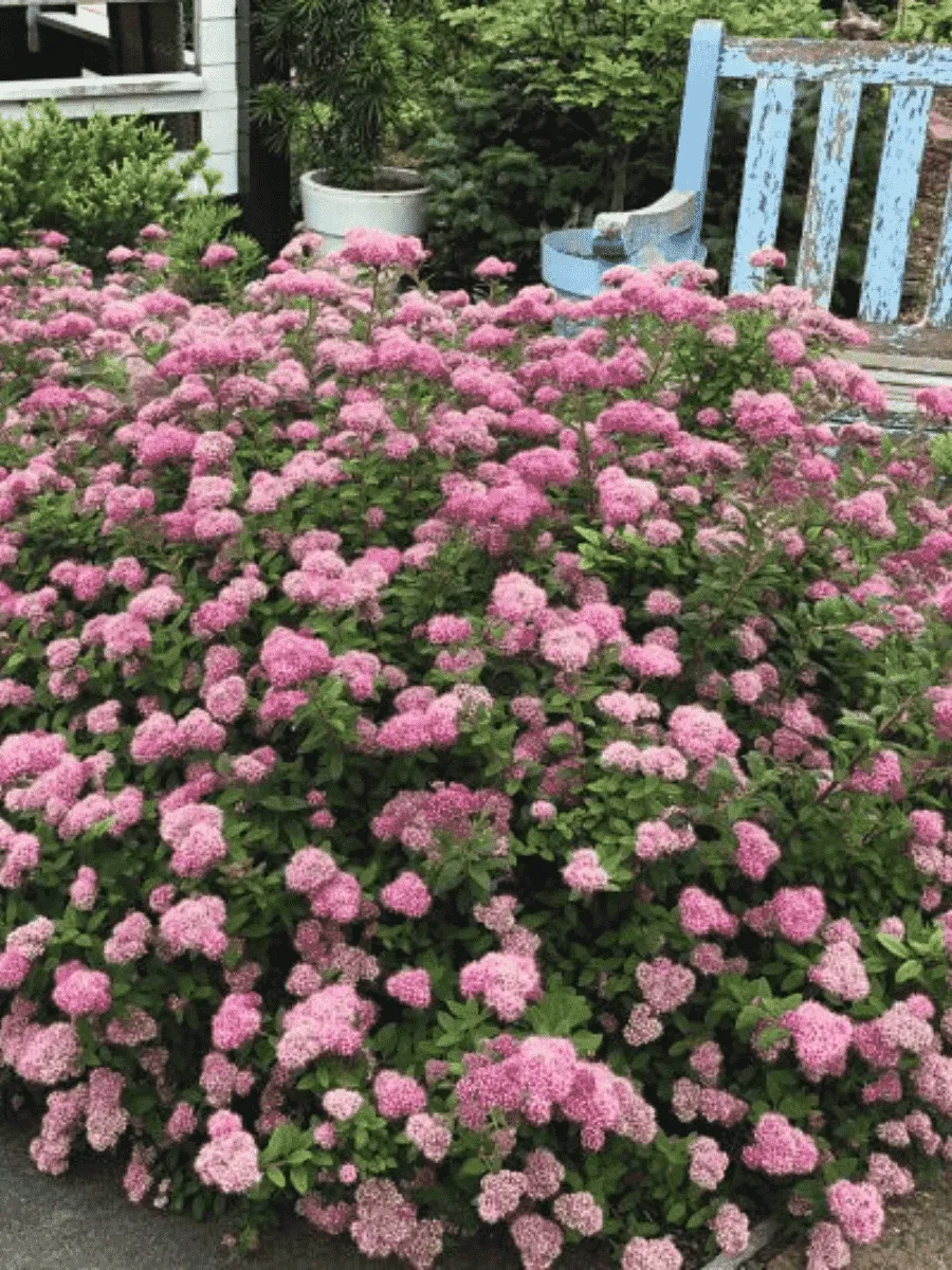 Спирея березолистная Pink Sparkler Спирея березолистная Pink Sparkler