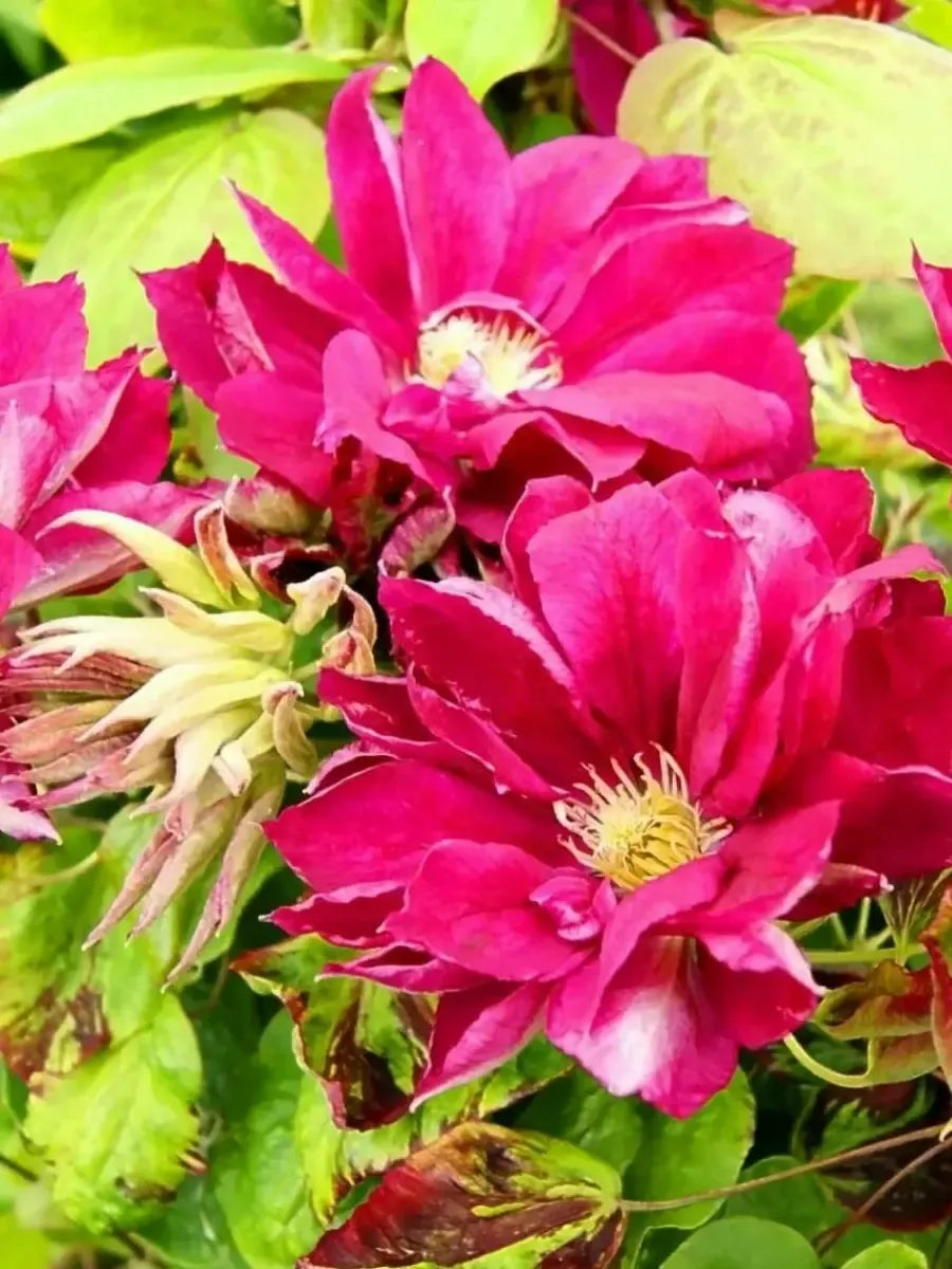 Клематис Red Passion