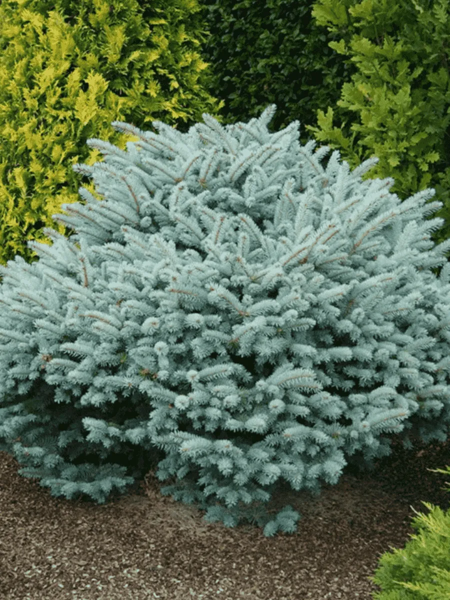 Ель колючая Glauca Globosa Ель колючая Glauca Globosa