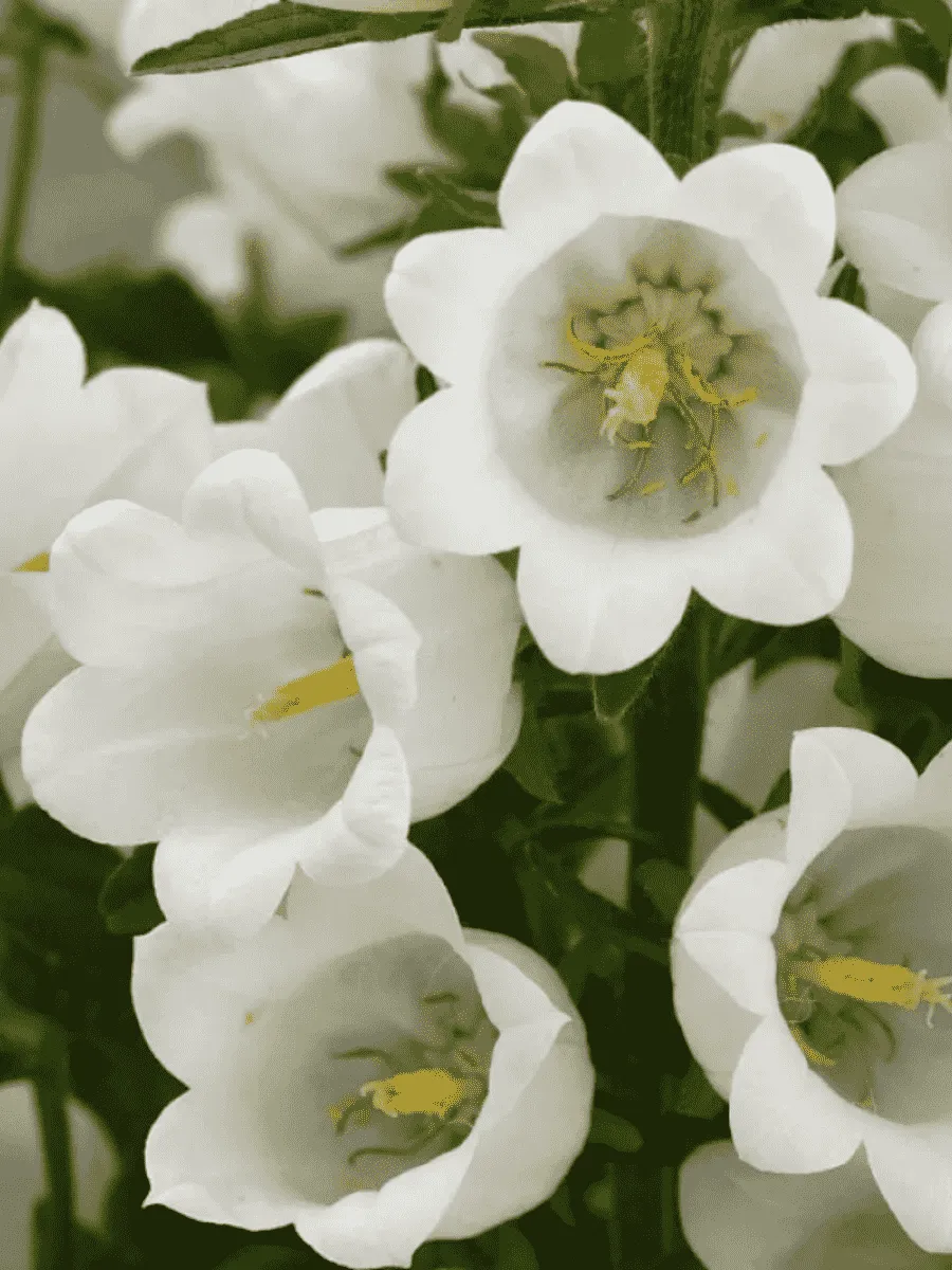 Колокольчик средний Campana Deep White